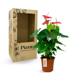 Anturio Piante King En Matera De Cultivo