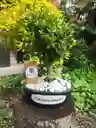 Bonsái De Buxus - Sempervirens