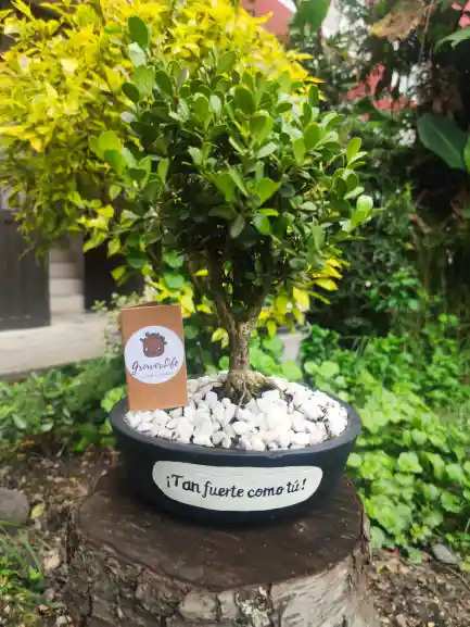 Bonsái De Buxus - Sempervirens