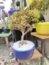 Bonsái De Buxus - Sempervirens