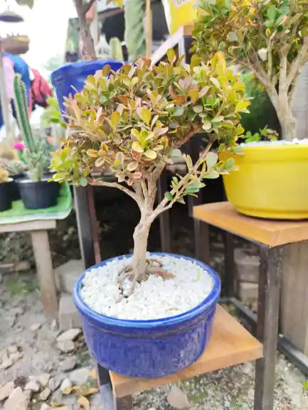 Bonsái De Buxus - Sempervirens