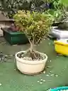 Bonsái De Buxus - Sempervirens