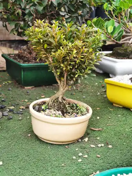 Bonsái De Buxus - Sempervirens