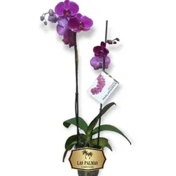 Orquídea Flor Morada 2 Varas Regalo