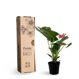 Anturio Piante Midi Rosado En Matera De Cultivo