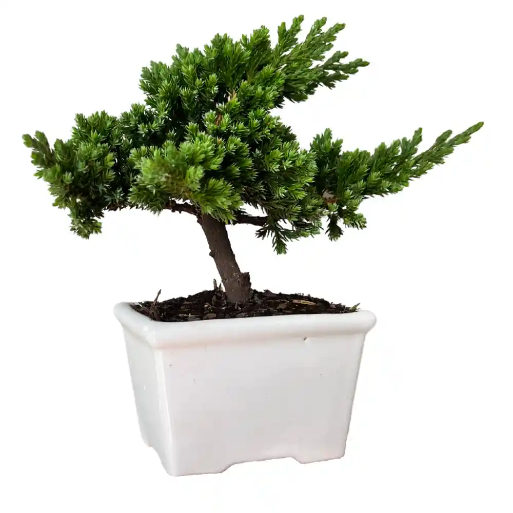 Mini Bonsai Pino 2 Años