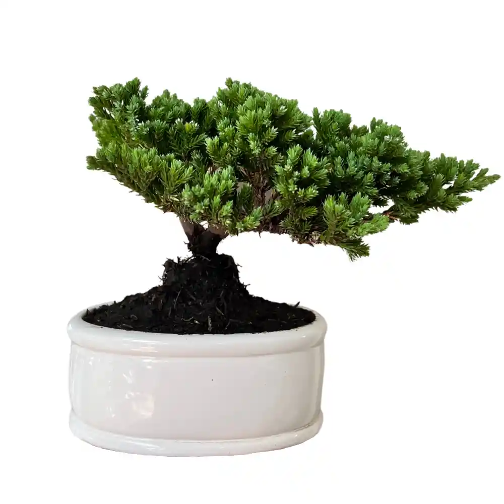 Mini Bonsai Pino Sakura 3 Años