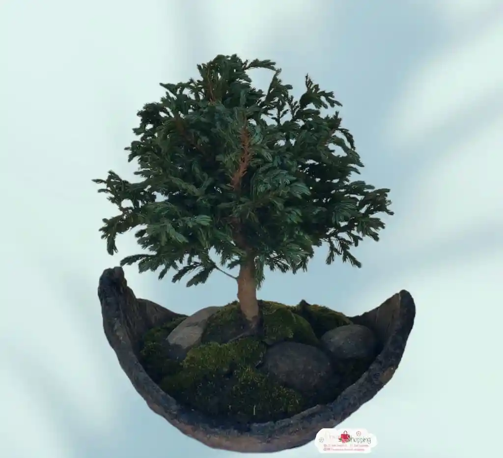 Planta De Bonsai Pino Azul
