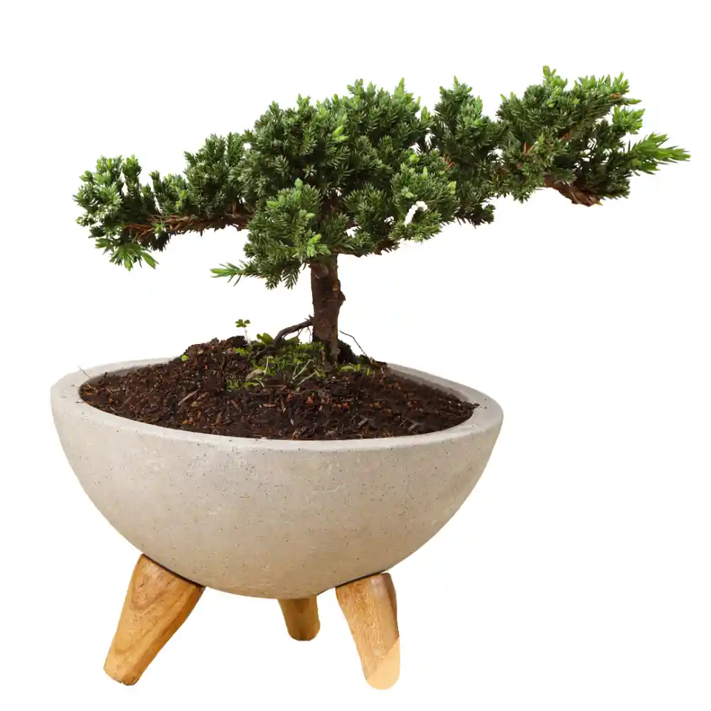 Bowl Mini Bonsai Pino Sakura 3 Años