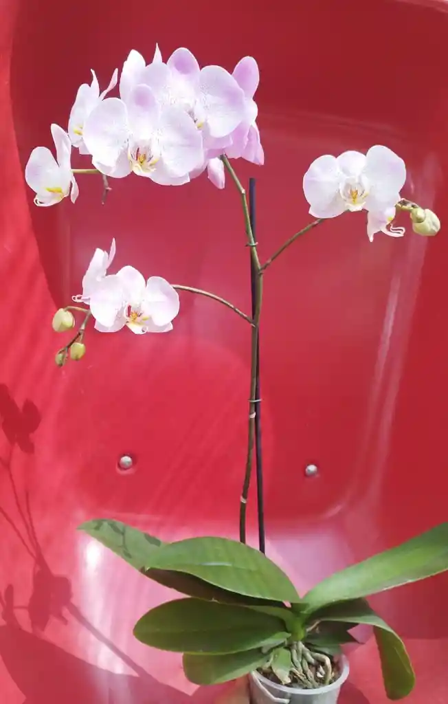 Orquidea Phalaepnosis