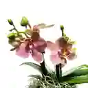 Mini Orquidea Con Matera De Cemento
