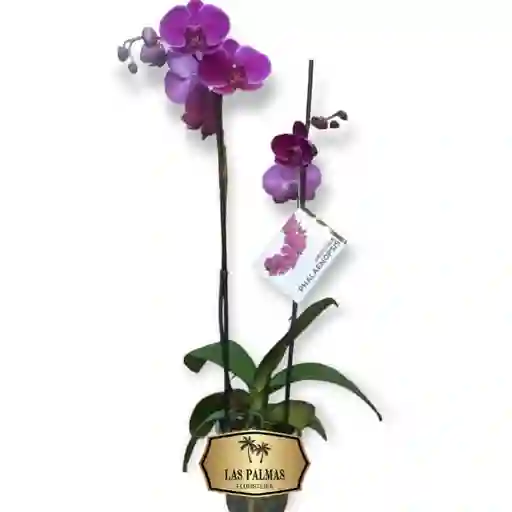 Orquídea Flor Morada 2 Tallos Regalo