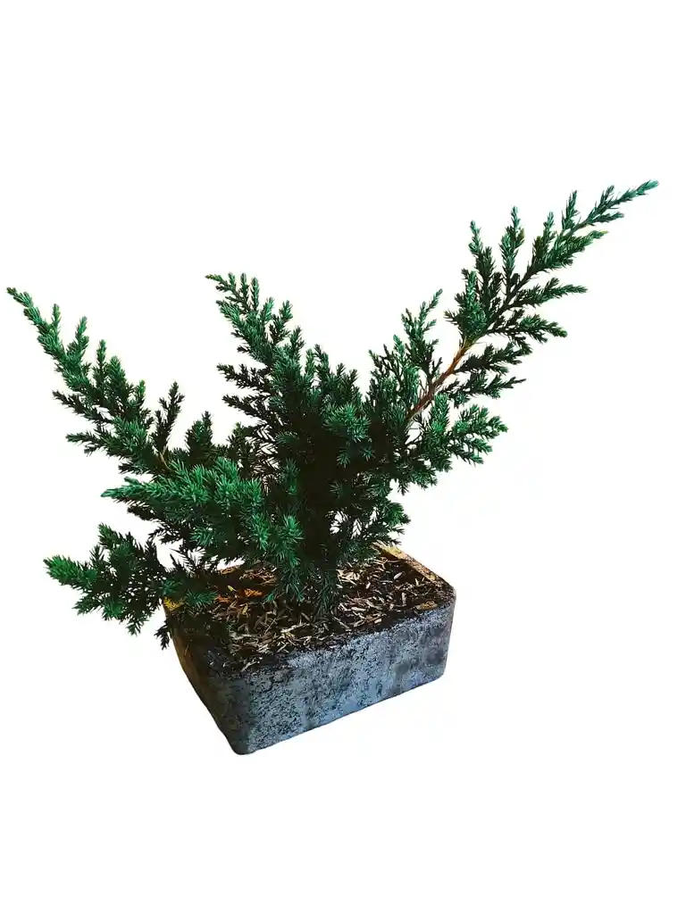 Bonsai Pino Rastrero Peq