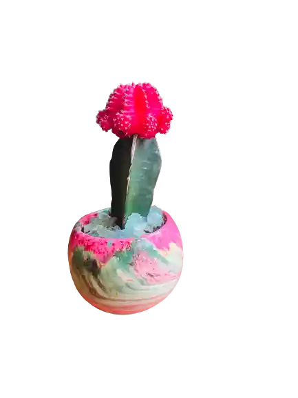 Cactus Con Matera Iris