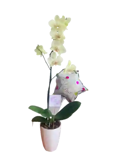 Orquídea Amarilla Con Matera Y Globo