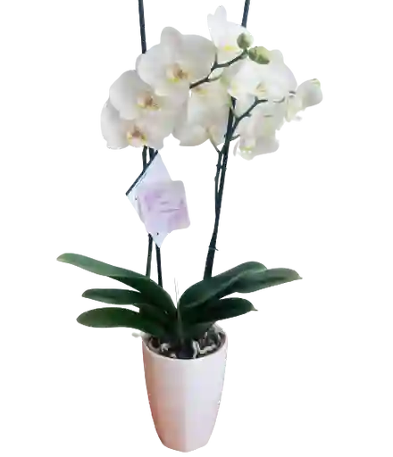 Orquídea Blanca Con Matera