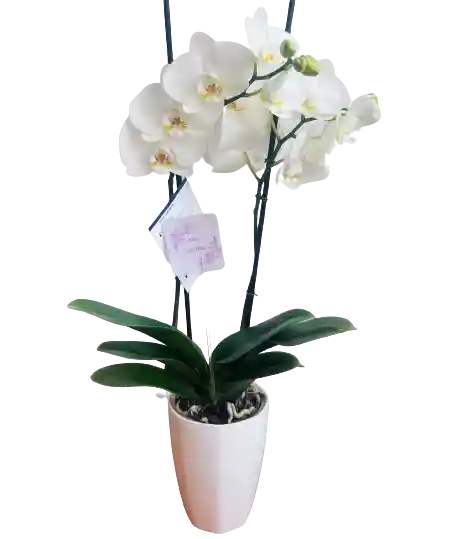 Orquídea Blanca Con Matera