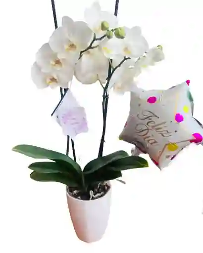 Orquídea Blanca Con Matera Y Globo