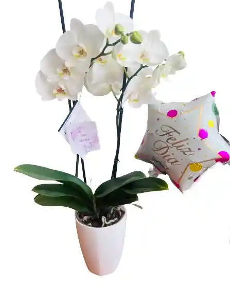 Orquídea Blanca Con Matera Y Globo