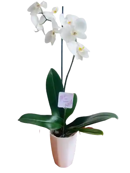 Orquídea Blanca Con Matera