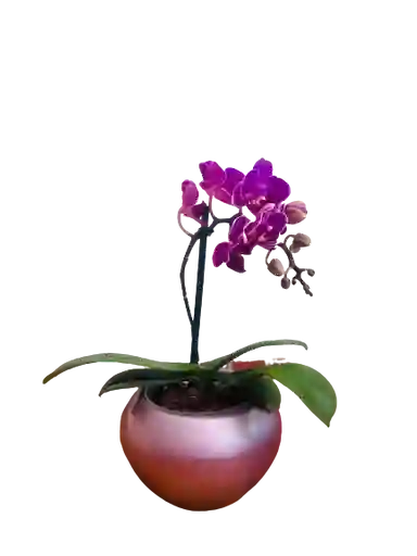 Orquídea Mini Iris