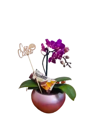 Orquídea Mini Alegria
