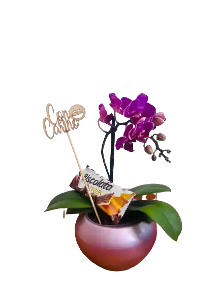 Orquídea Mini Alegria