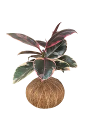 Kokedama Caucho