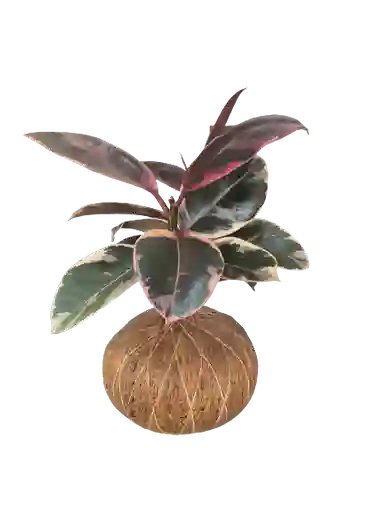 Kokedama Caucho