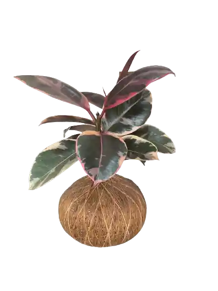 Kokedama Caucho