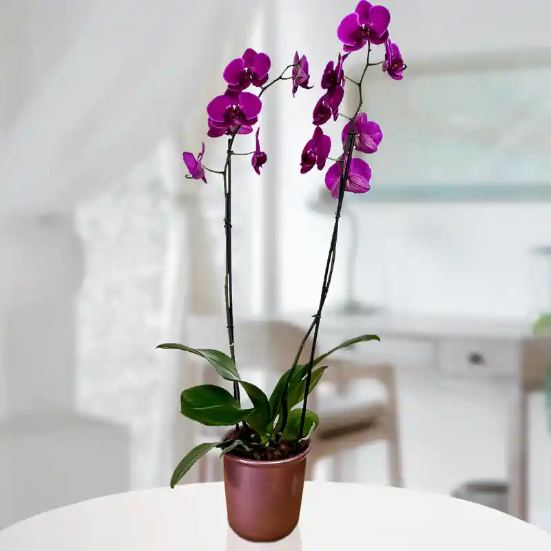 Orquídea Morada