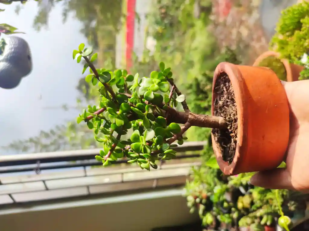 Bonsái Mini De Jade O Planta De La Abundancia