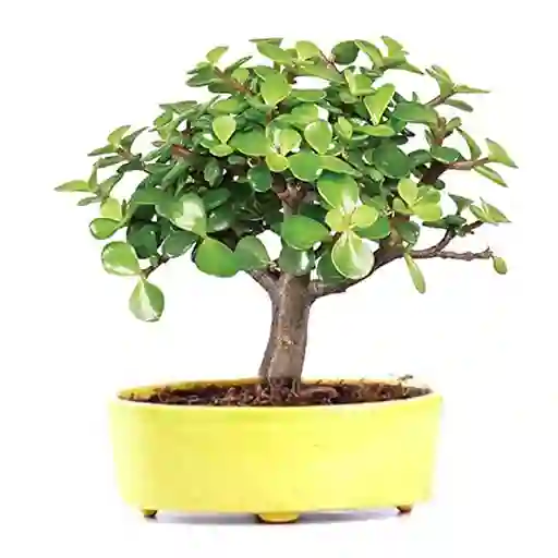 Bonsái Mini De Jade O Planta De La Abundancia