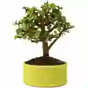 Bonsái Mini De Jade O Planta De La Abundancia