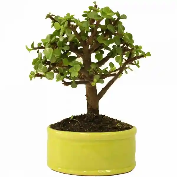 Bonsái Mini De Jade O Planta De La Abundancia