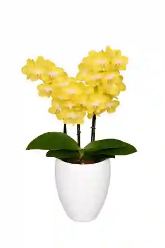 Orquidea Mediana Amarilla Alto Aprox 40cms
