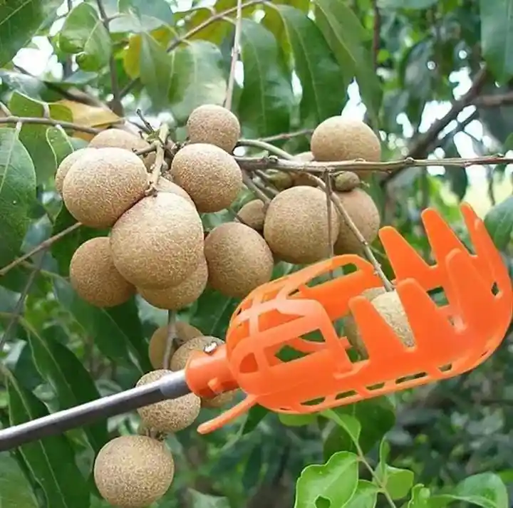 Recolector De Frutas