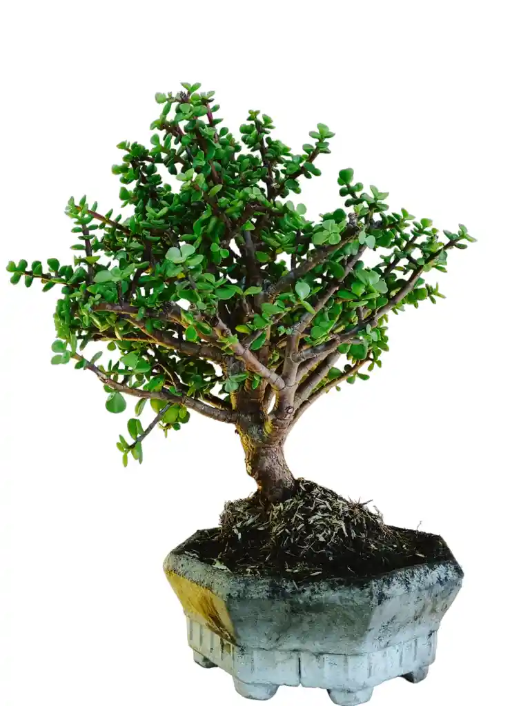 Bonsai Jade Ovata Grande