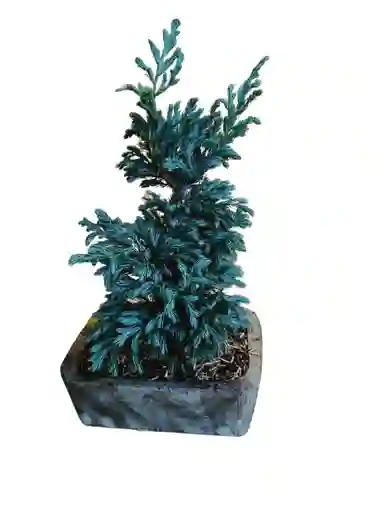 Bonsai Pino Azul