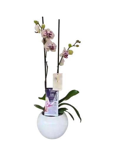 Orquídea Premium Blanca Con Manchas Rosadas 2 Espigas + Matera+vitaminas