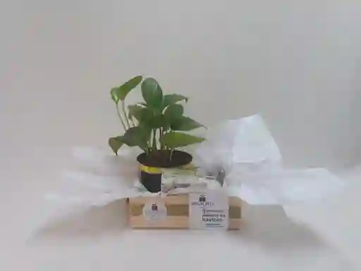 Regalo - Naturaleza Y Luz
