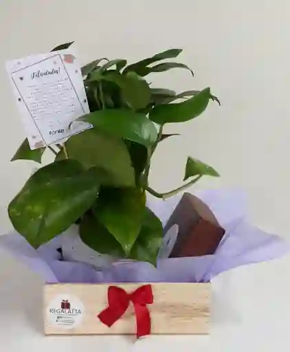 Regalo - Dulce Y Elegante