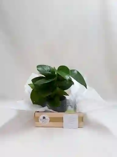 Regalo - Planta Y Luz