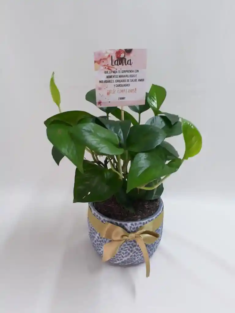 Regalo - Planta