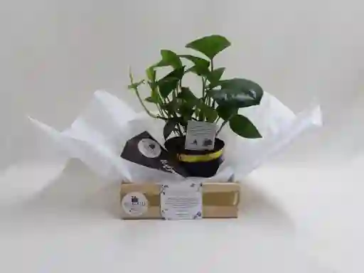 Regalo - Sobrio Y Dulce