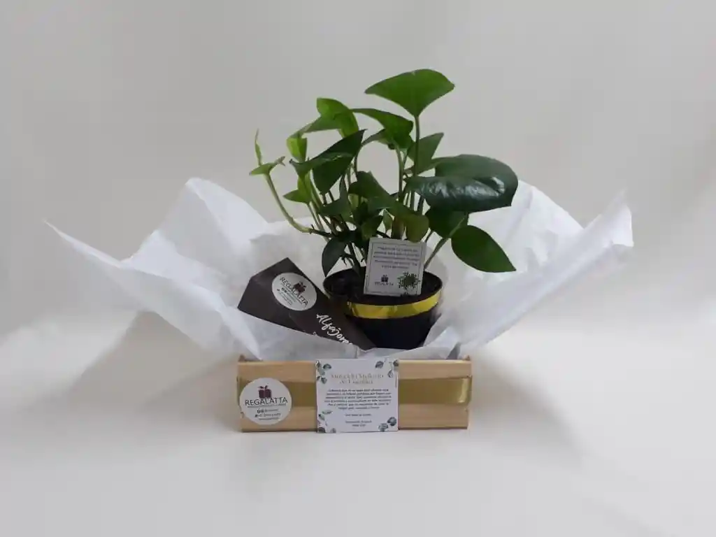 Regalo - Sobrio Y Dulce