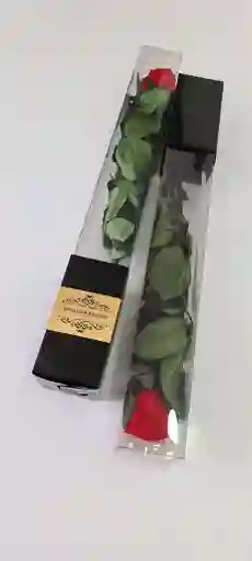 Rosa Premium Eterna O Preservada En Caja De Regalo Acetato