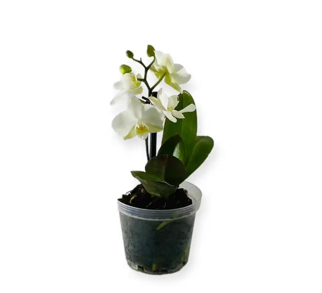 Orquìdea Blanca Mini En Matera De Cultivo