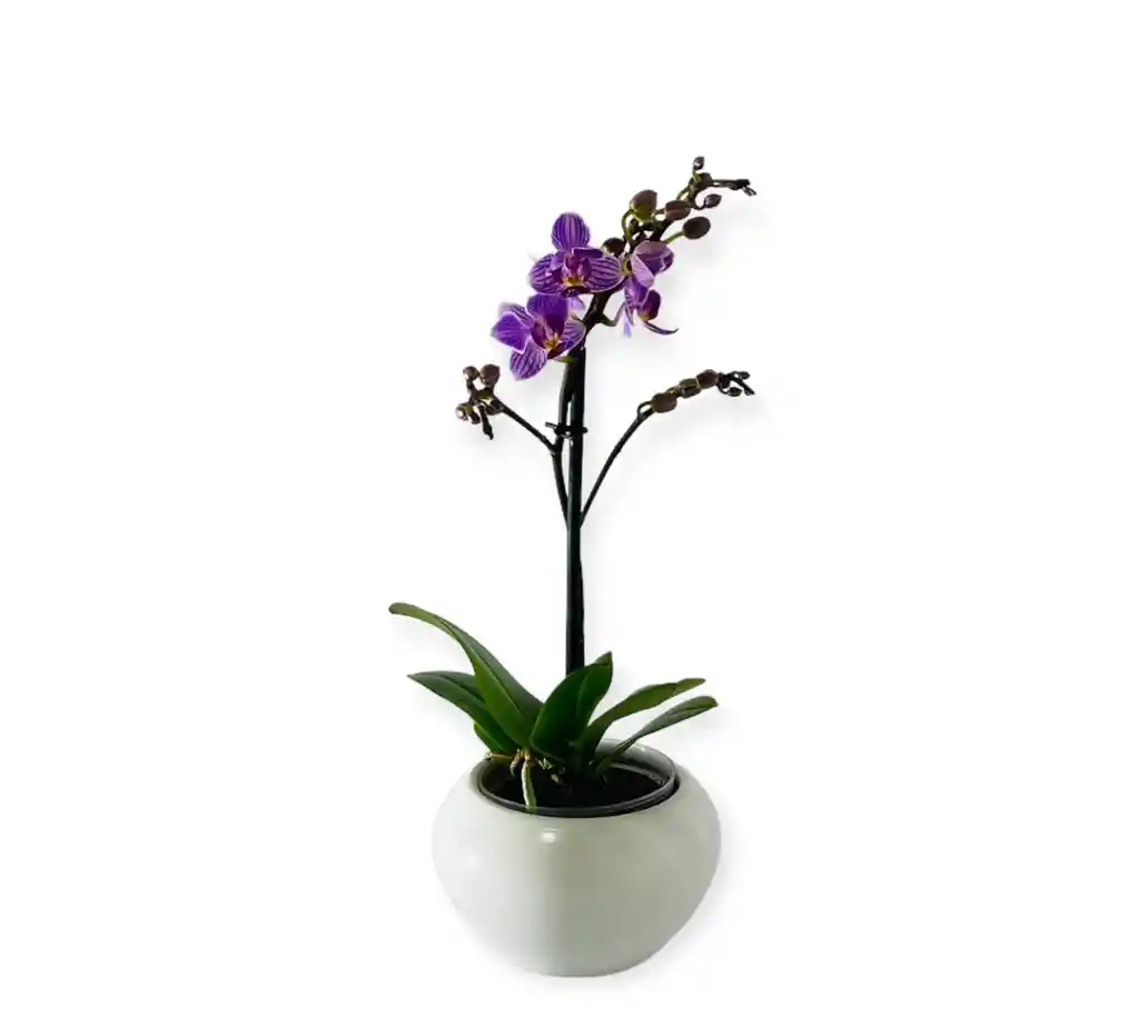 Orquìdea Morada Exòtica Mini En Matera Ceramica Blanca