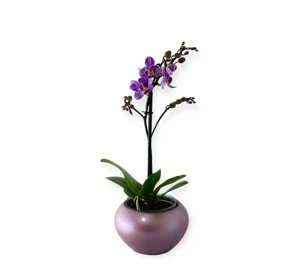 Orquìdea Morada Exòtica Mini En Matera Ceramica Rosada